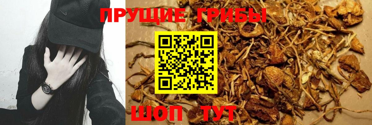Галлюциногенные грибы прущие грибы  Псилоцибиновые грибы Magic Shrooms  Вход с VPN  Волгоград 